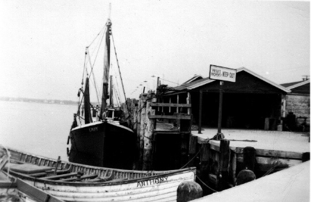 Of Oysters, Mummichogs, and Tautogs in Barnegat Bay 